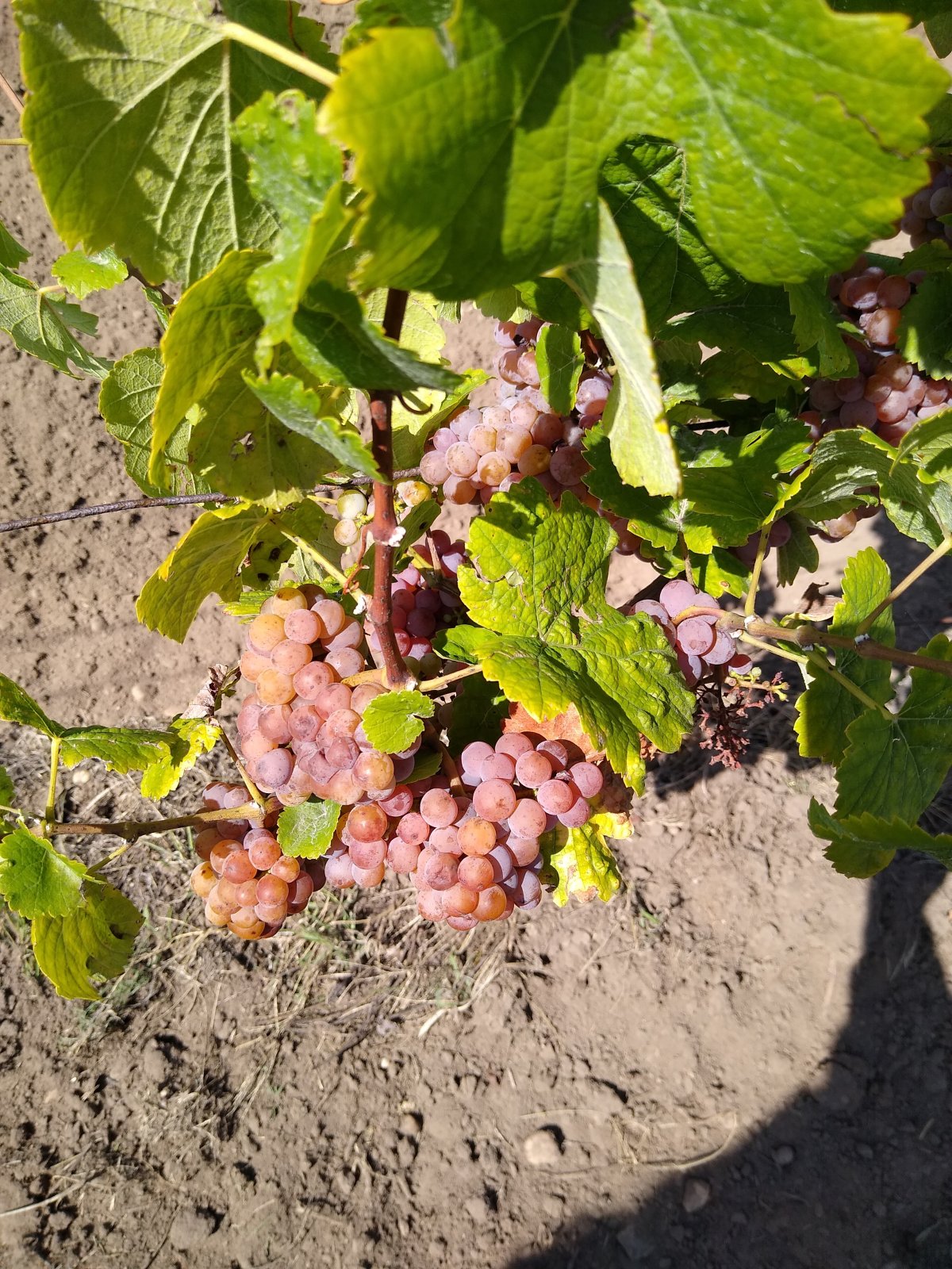 Prodej vinice ve viniční trati "Hájky" v jednom z nejznámějších vinařských měst: Valticích. - Obrázek 5