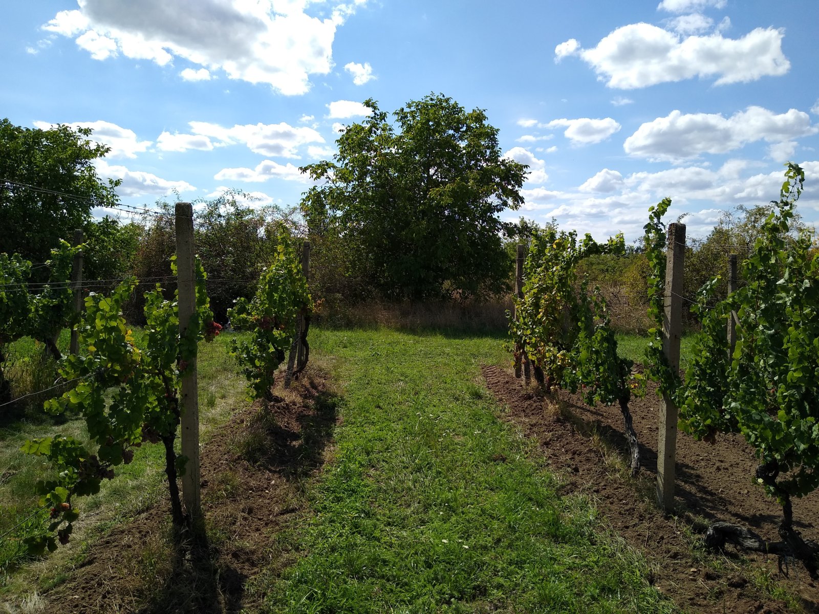 Prodej vinice ve viniční trati "Hájky" v jednom z nejznámějších vinařských měst: Valticích. - Obrázek 7