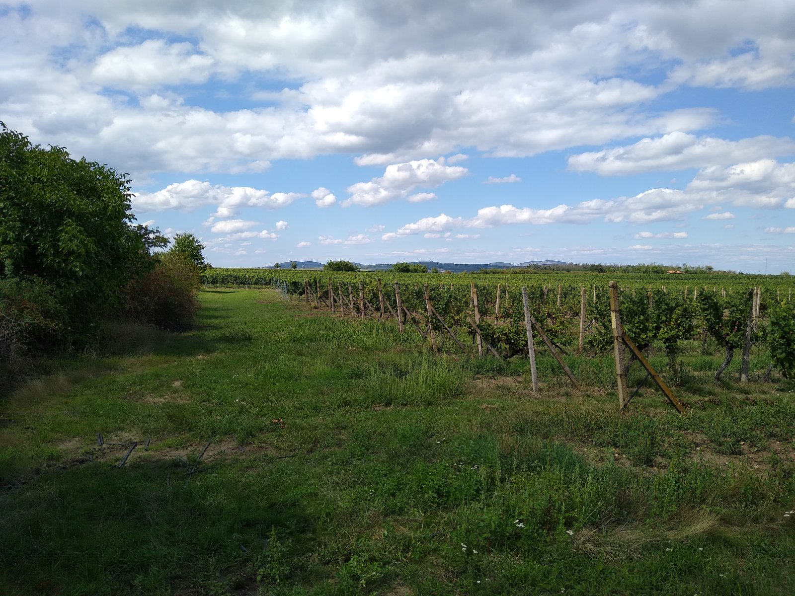 Prodej vinice ve viniční trati "Hájky" v jednom z nejznámějších vinařských měst: Valticích. - Obrázek 4