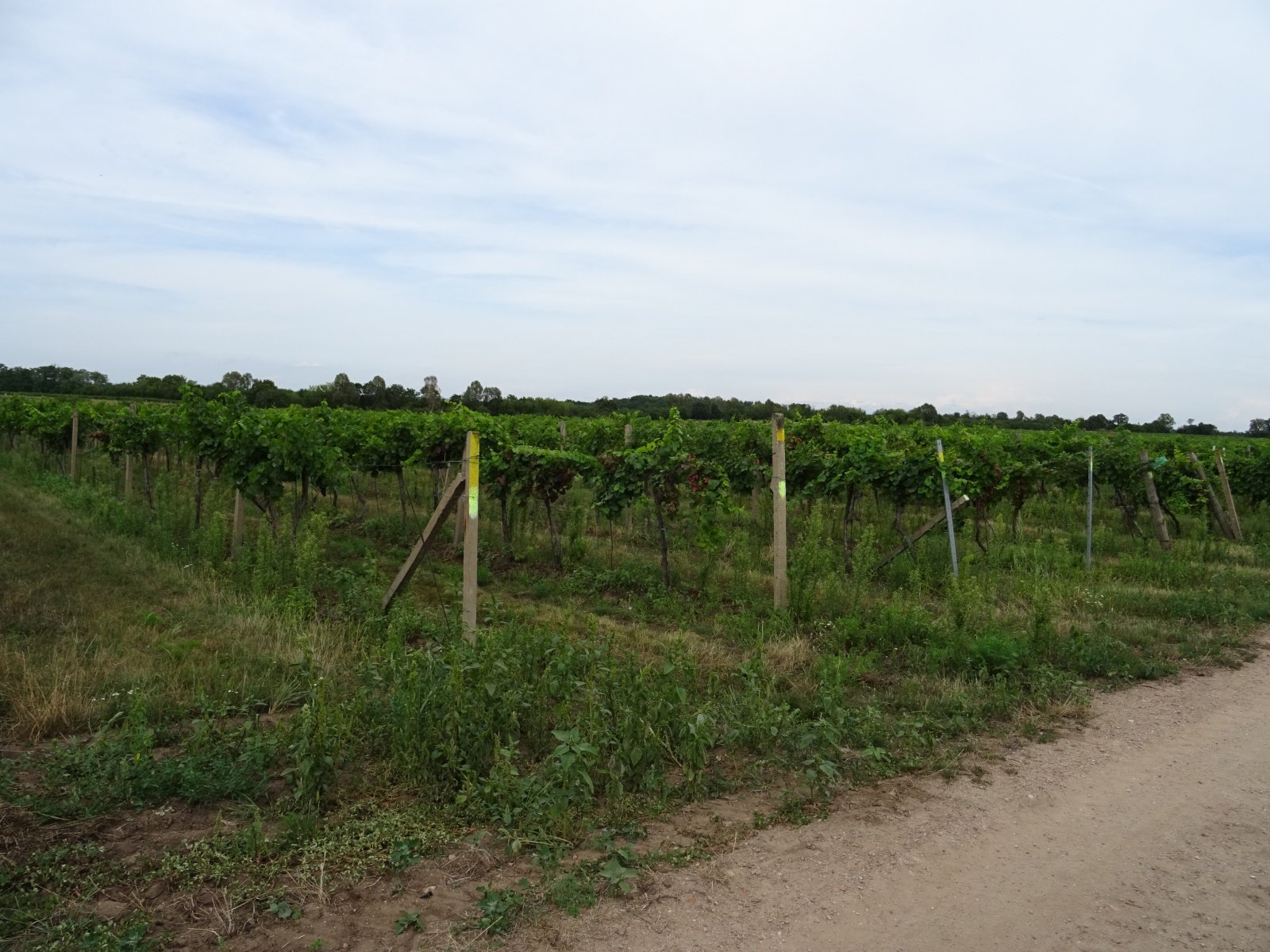 Vinice v obci Hlohovec - Obrázek 2