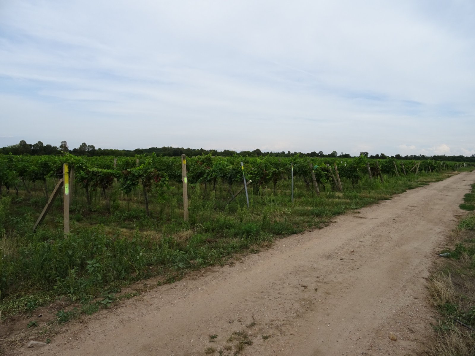 Vinice v obci Hlohovec - Obrázek 3