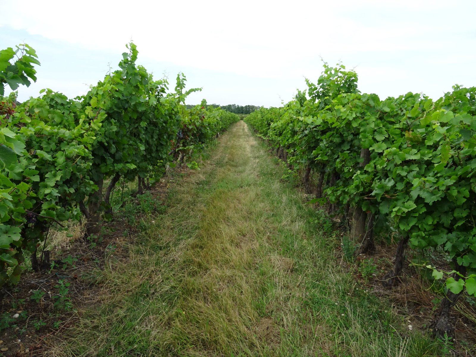 Vinice v obci Hlohovec - Obrázek 4