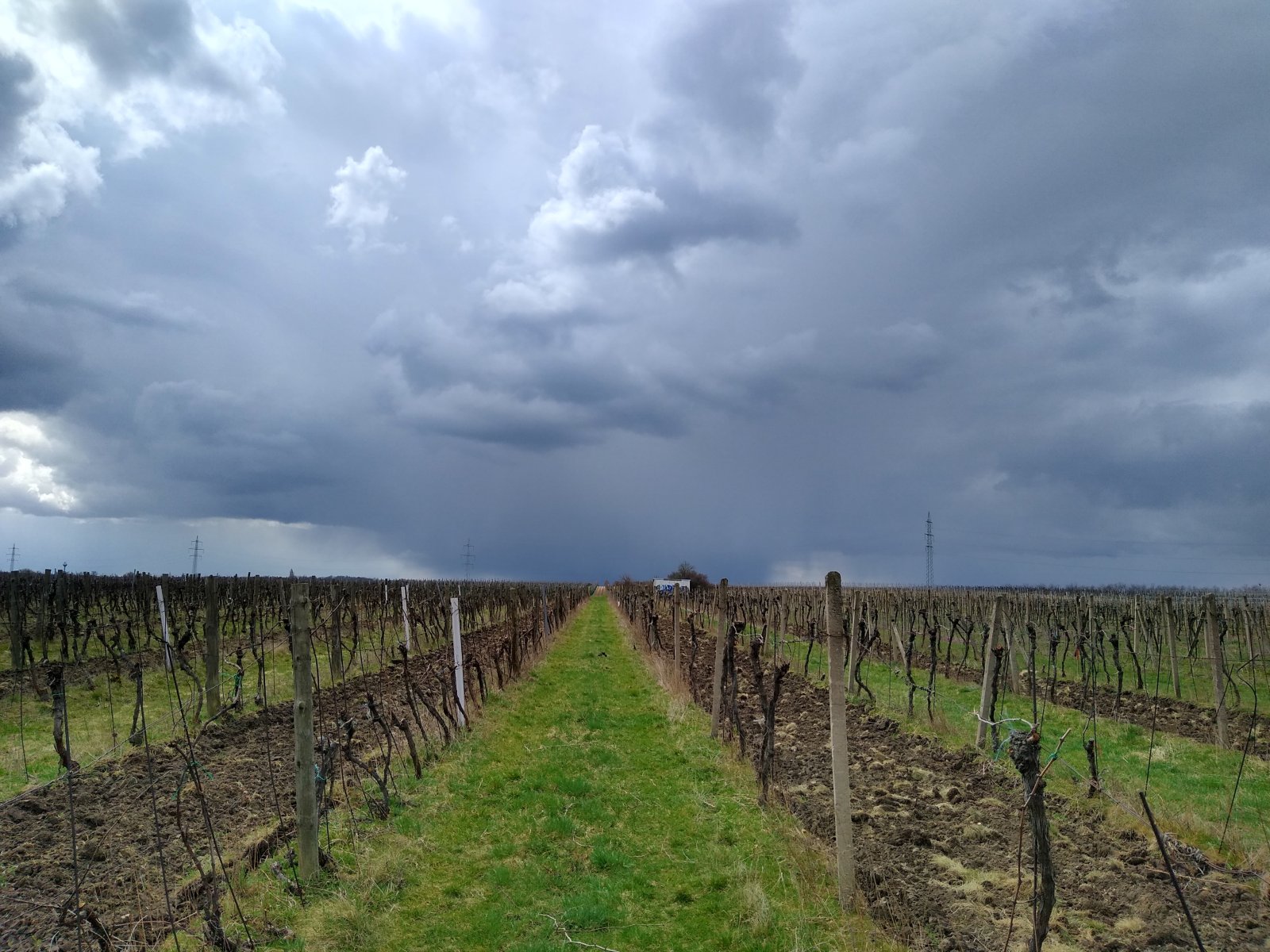 Vinice v obci Hlohovec - Obrázek 5