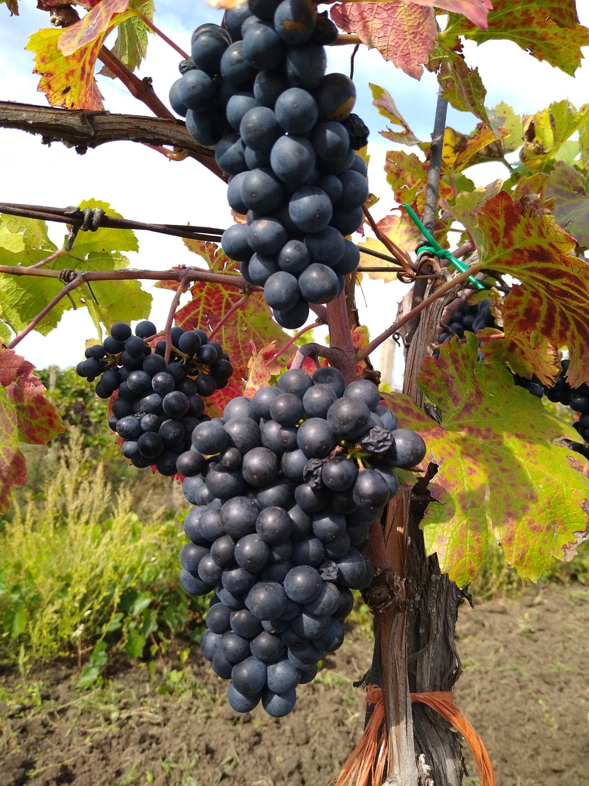 Vinice v obci Hlohovec - Obrázek 6