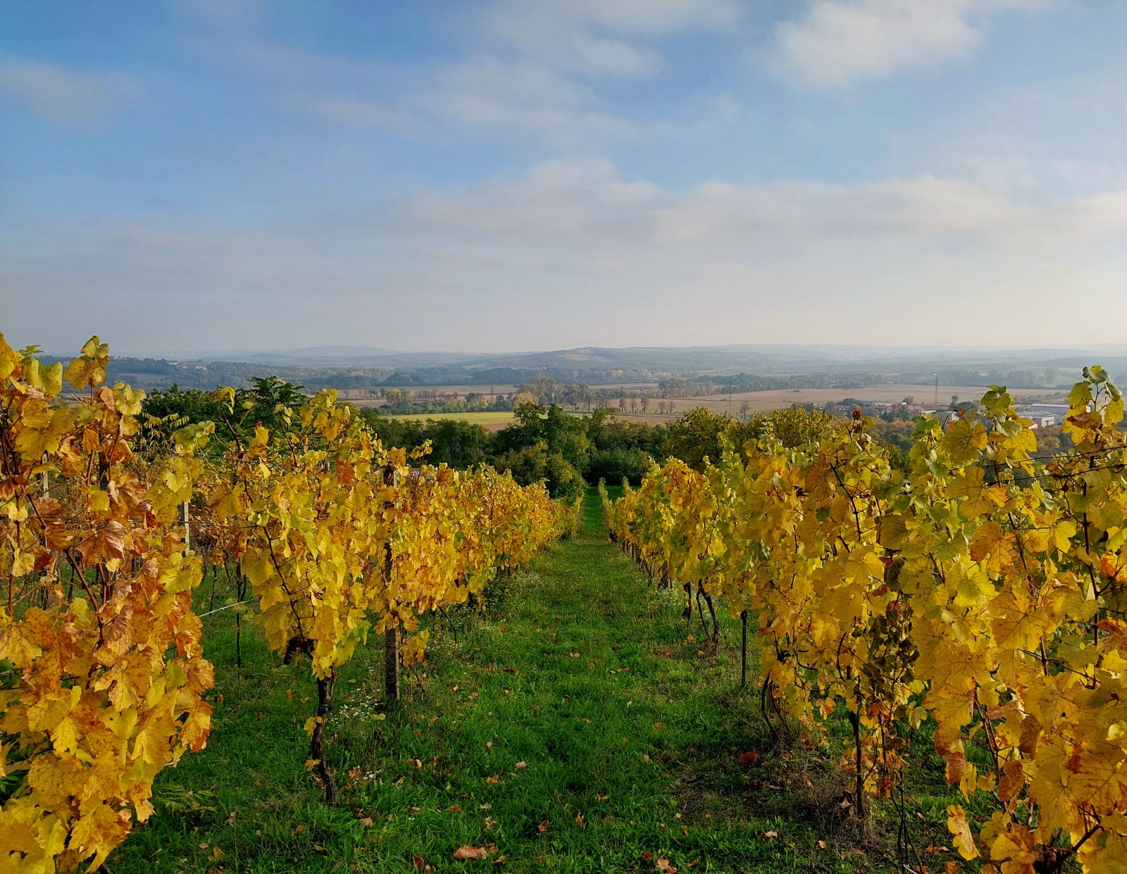 Jedinečná příležitost koupě vinného sklepa s vinicí na úpatí Svatého kopečku v Mikulově - Obrázek 3