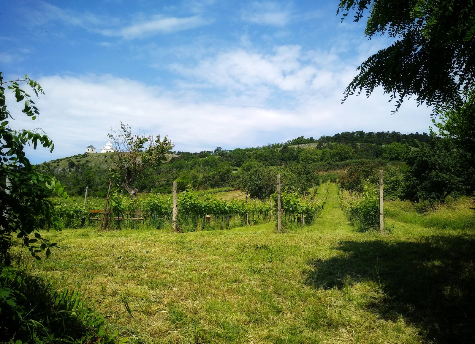 Jedinečná příležitost koupě vinného sklepa s vinicí na úpatí Svatého kopečku v Mikulově - Obrázek 18