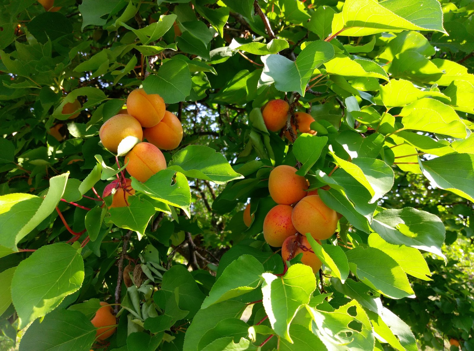 Jedinečná příležitost koupě vinného sklepa s vinicí na úpatí Svatého kopečku v Mikulově - Obrázek 21