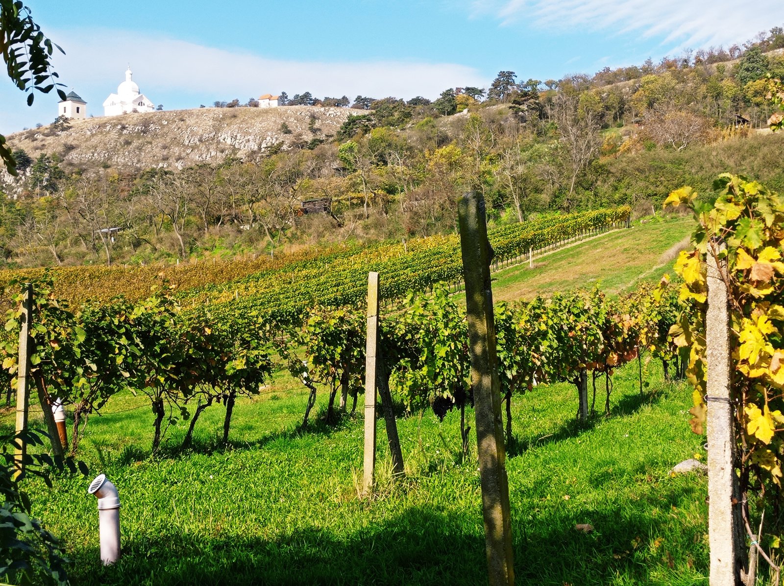 Jedinečná příležitost koupě vinného sklepa s vinicí na úpatí Svatého kopečku v Mikulově - Obrázek 16