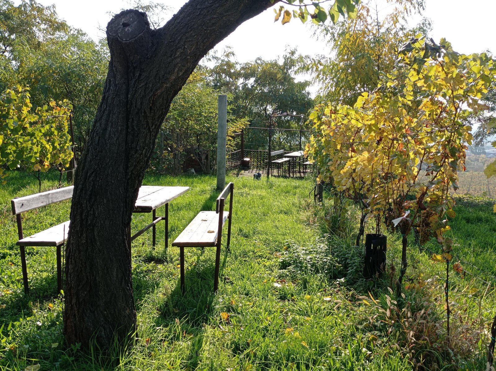 Jedinečná příležitost koupě vinného sklepa s vinicí na úpatí Svatého kopečku v Mikulově - Obrázek 17