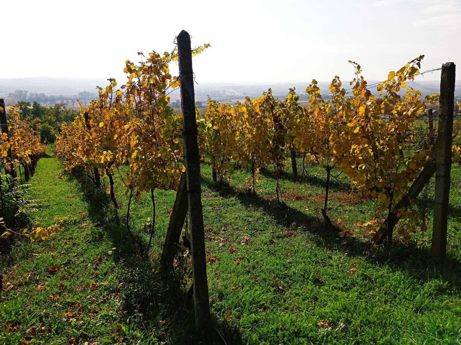 Jedinečná příležitost koupě vinného sklepa s vinicí na úpatí Svatého kopečku v Mikulově - Obrázek 19