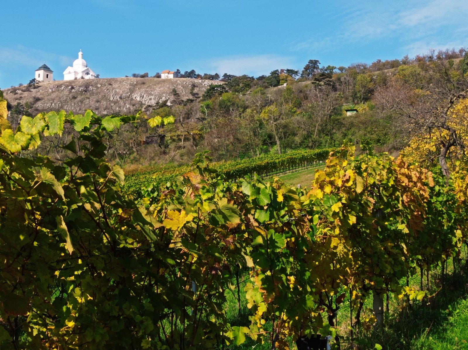 Jedinečná příležitost koupě vinného sklepa s vinicí na úpatí Svatého kopečku v Mikulově - Obrázek 2
