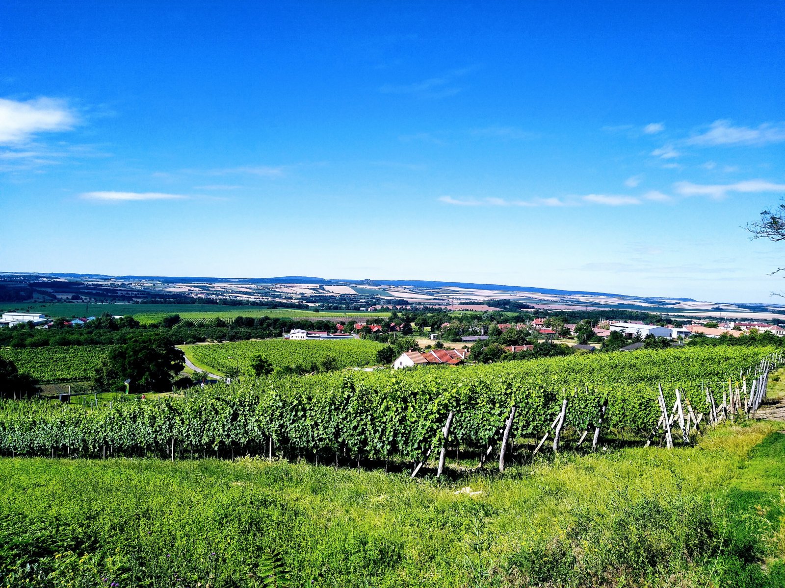 Jedinečná příležitost koupě vinného sklepa s vinicí na úpatí Svatého kopečku v Mikulově - Obrázek 29