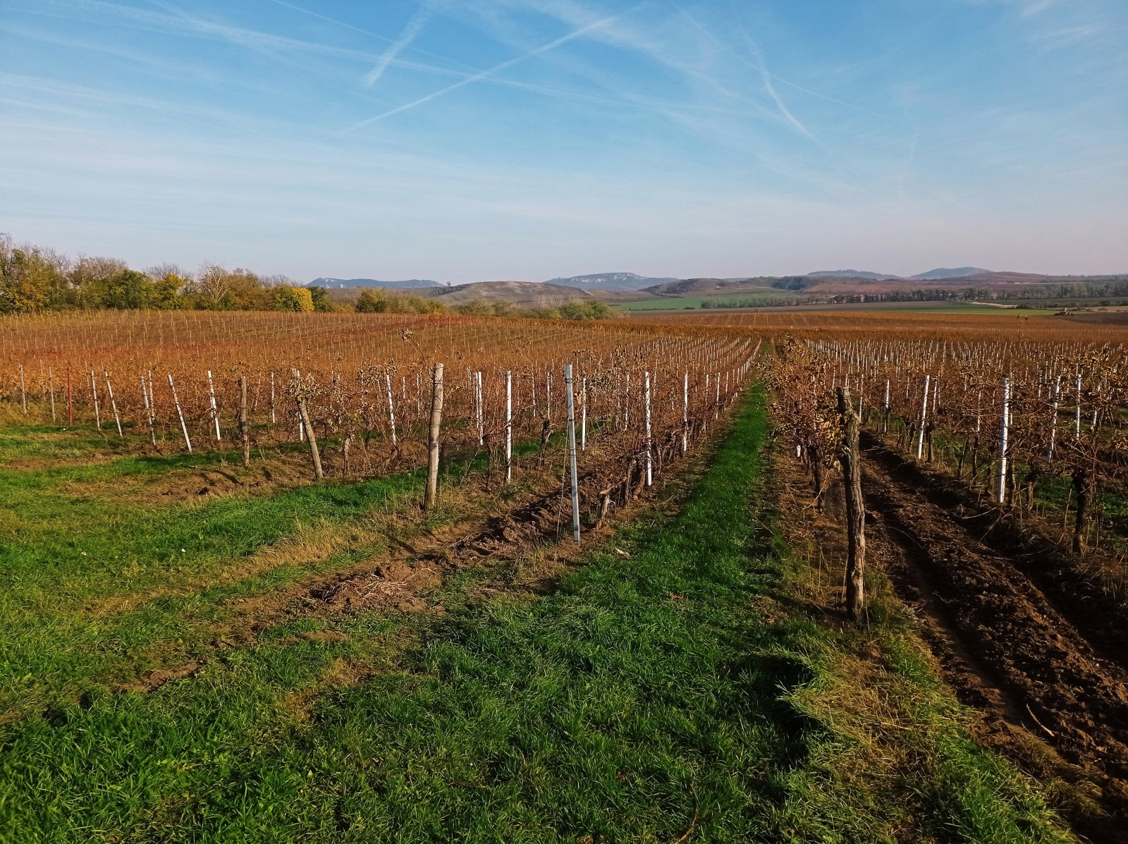 Plně plodící vinice o výměře 43 203m2 ve vinařské obci Novosedly.