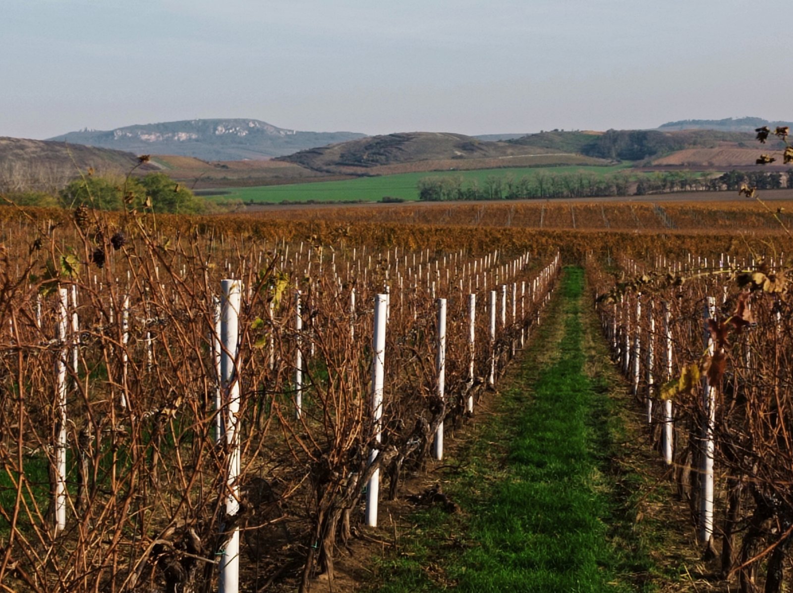 Plně plodící vinice o výměře 43 203m2 ve vinařské obci Novosedly. - Obrázek 2