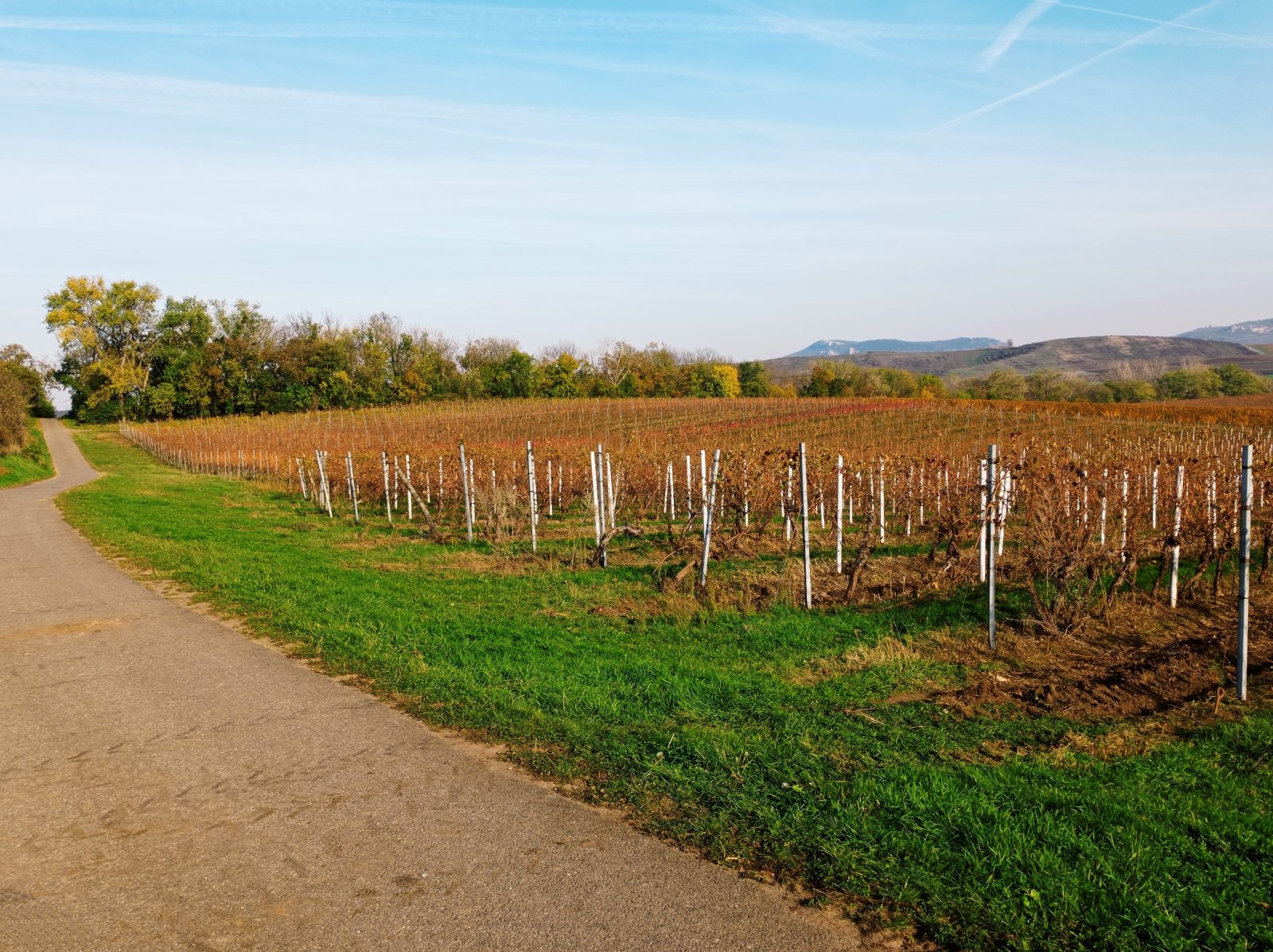 Plně plodící vinice o výměře 43 203m2 ve vinařské obci Novosedly. - Obrázek 3
