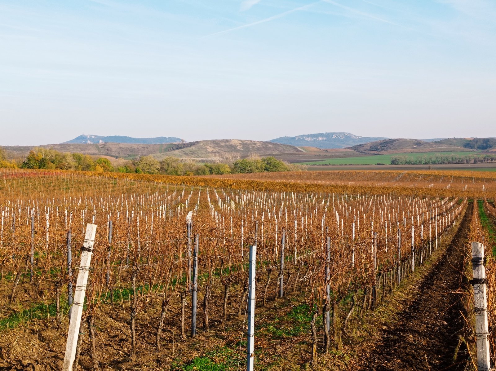 Plně plodící vinice o výměře 43 203m2 ve vinařské obci Novosedly. - Obrázek 4