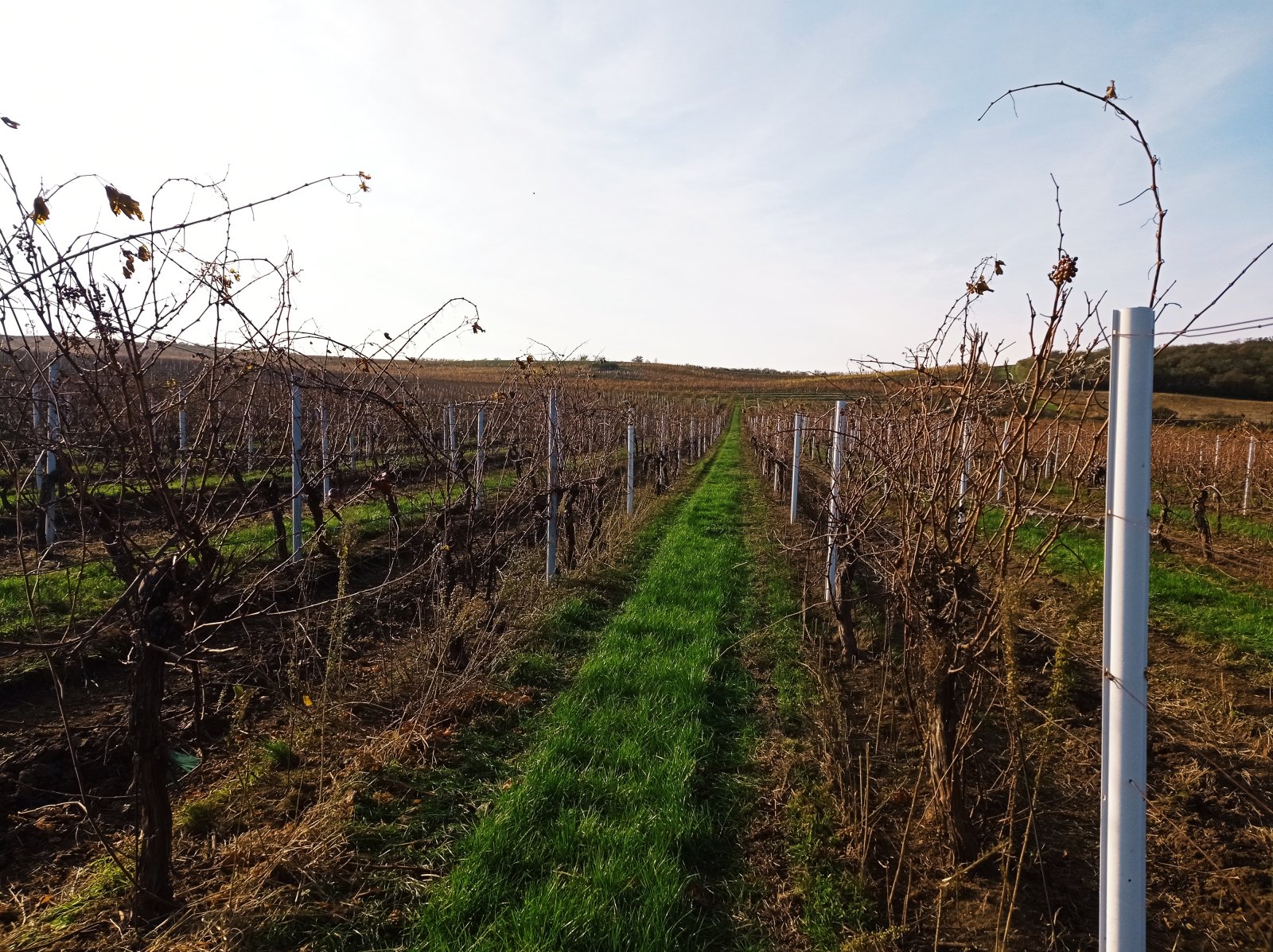 Plně plodící vinice o výměře 43 203m2 ve vinařské obci Novosedly. - Obrázek 5