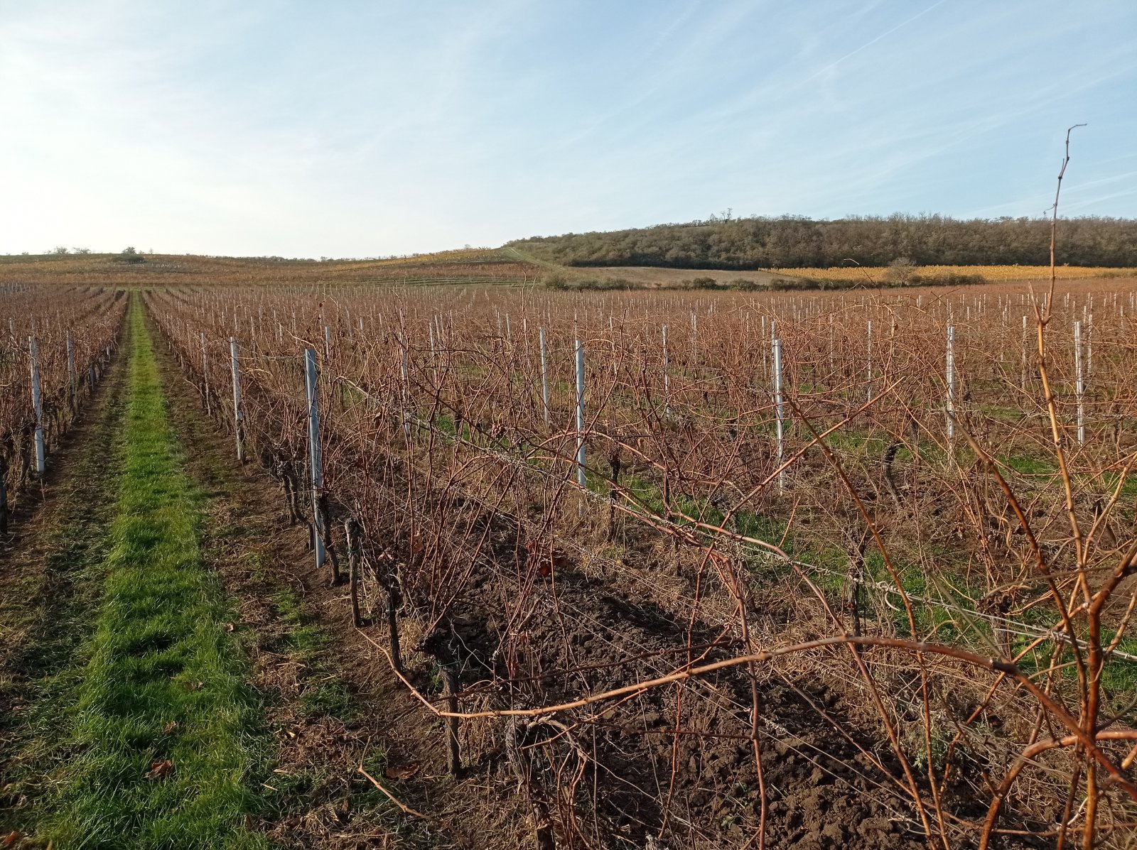 Plně plodící vinice o výměře 43 203m2 ve vinařské obci Novosedly. - Obrázek 7