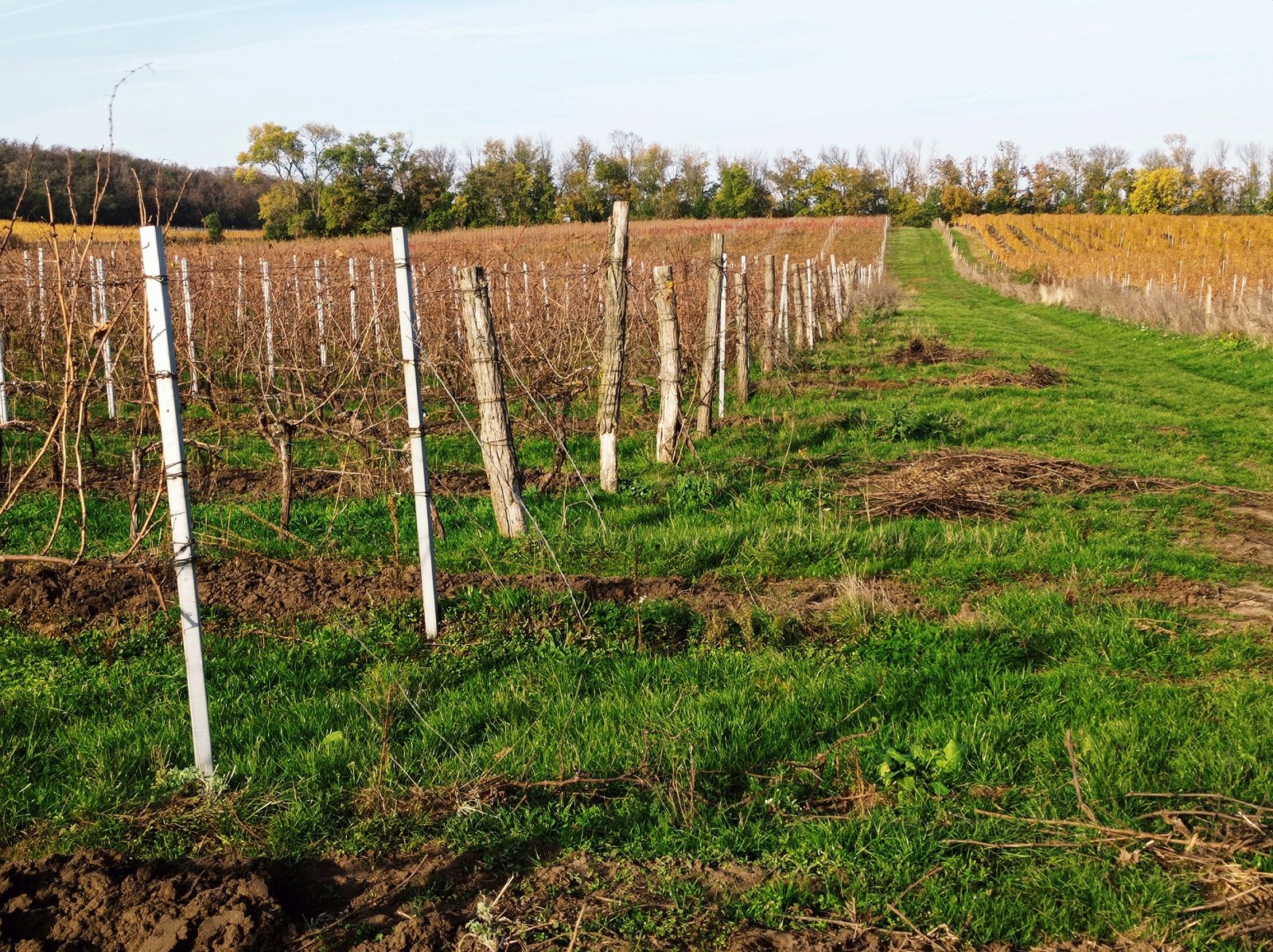 Plně plodící vinice o výměře 43 203m2 ve vinařské obci Novosedly. - Obrázek 8