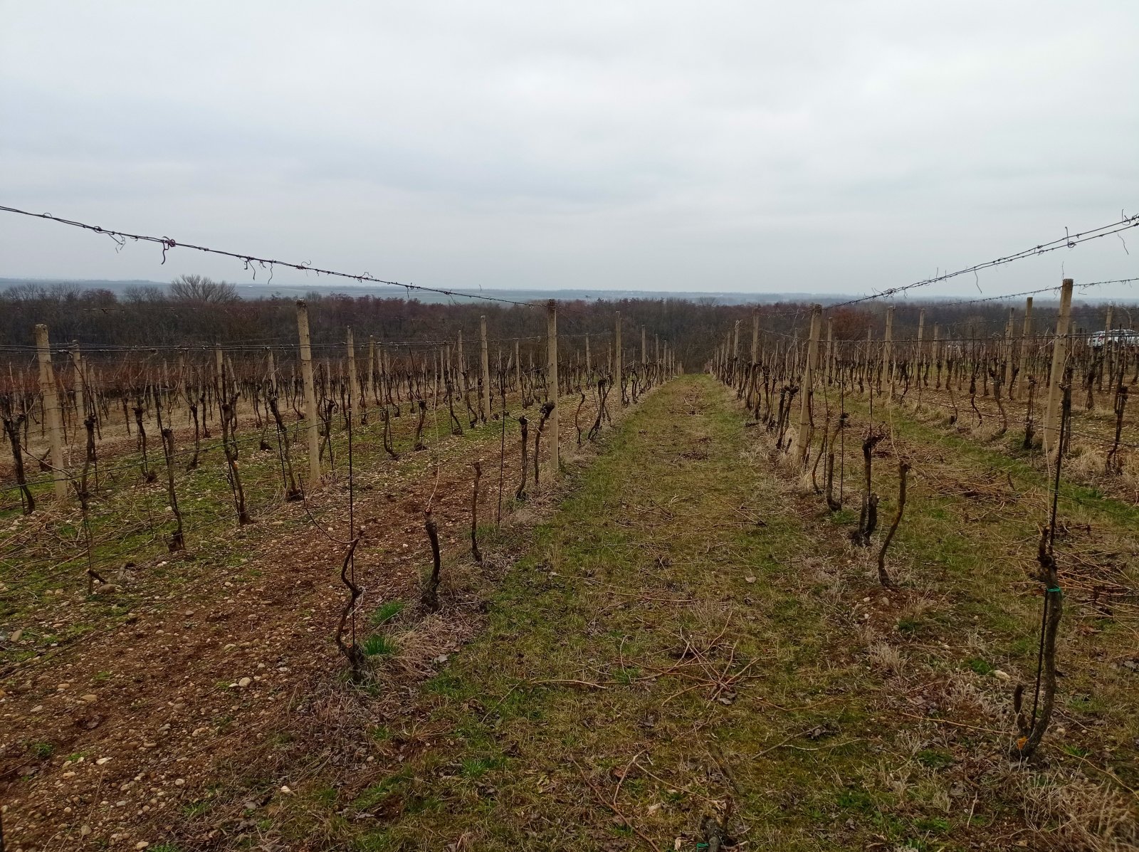 Menší vinice ve vyhlášené viniční trati v obci Brod nad Dyjí - Obrázek 2