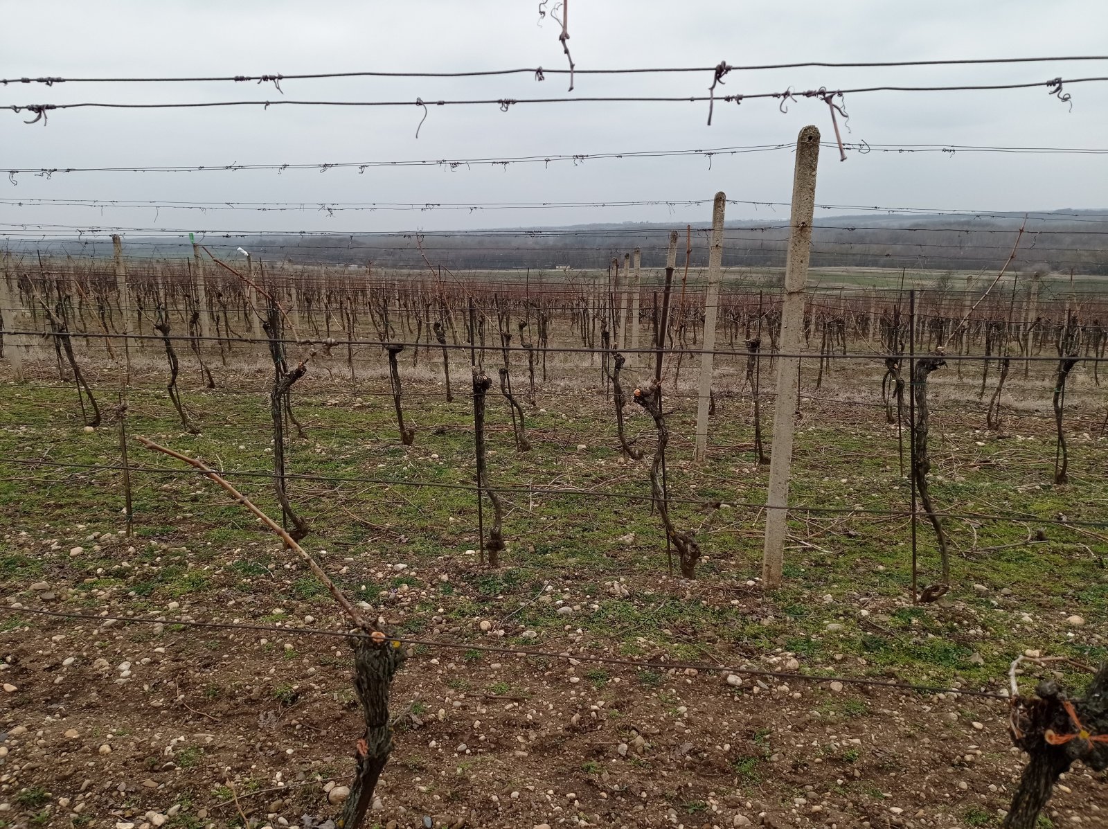 Menší vinice ve vyhlášené viniční trati v obci Brod nad Dyjí - Obrázek 3