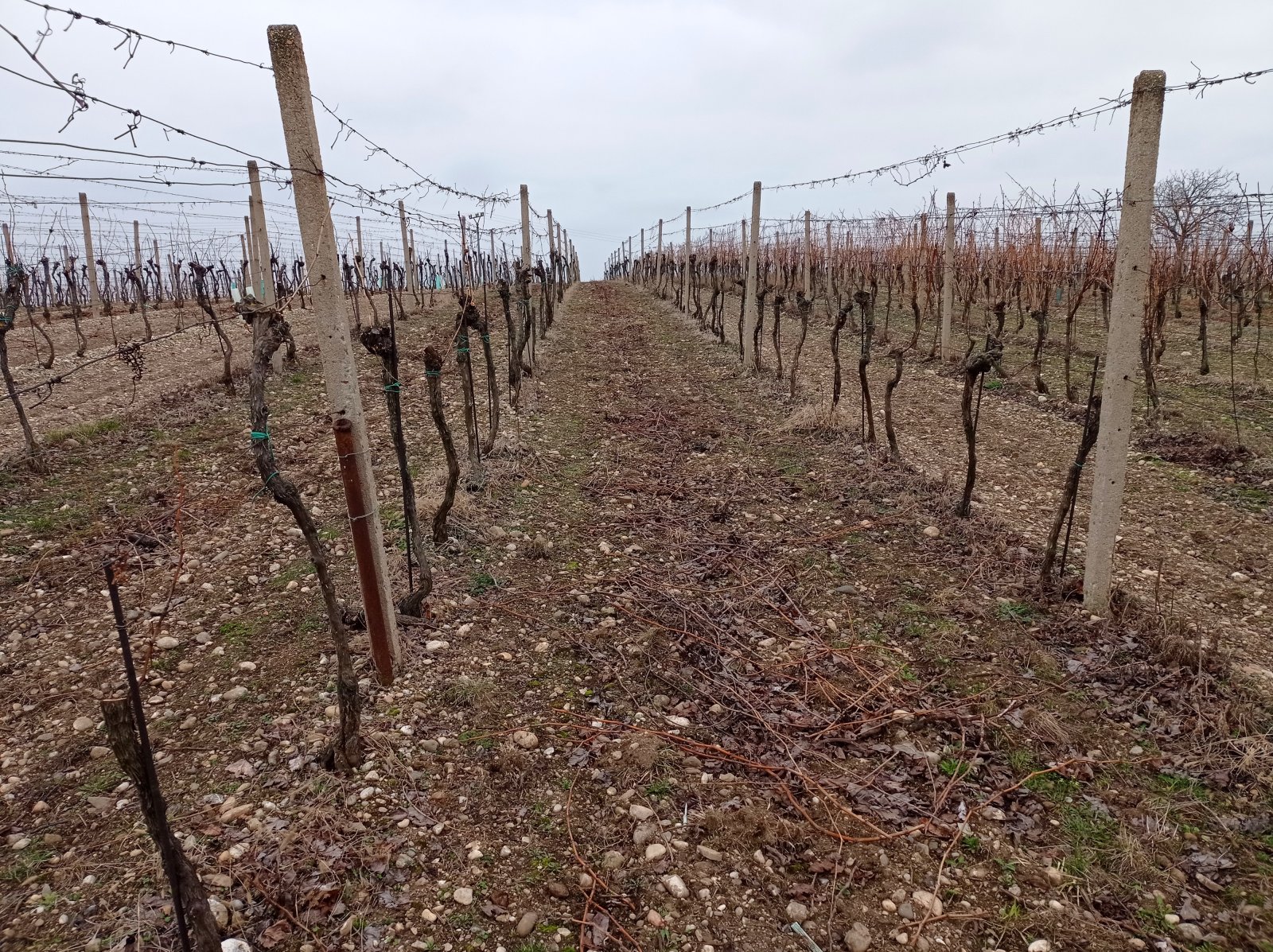 Menší vinice ve vyhlášené viniční trati v obci Brod nad Dyjí - Obrázek 4