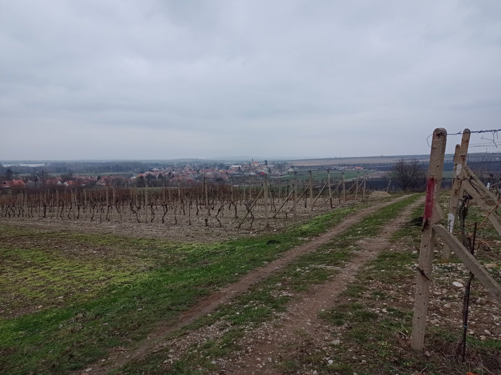 Menší vinice ve vyhlášené viniční trati v obci Brod nad Dyjí - Obrázek 5