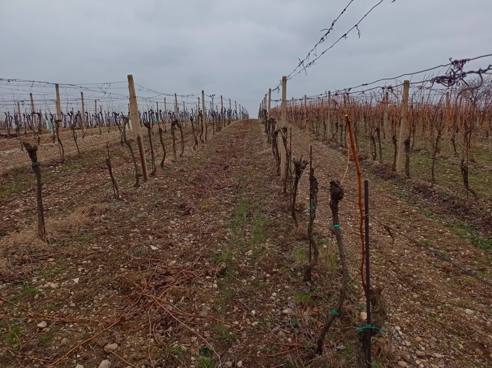 Menší vinice ve vyhlášené viniční trati v obci Brod nad Dyjí - Obrázek 6