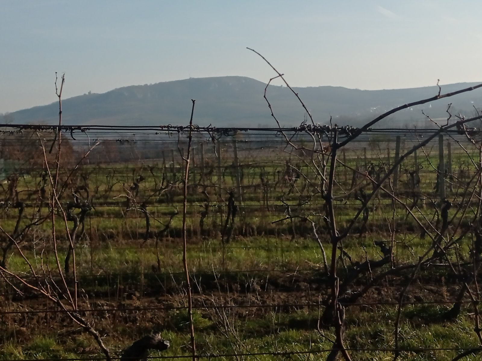 Registrovaná vinice o výměře 6073 m2 v Dolních Dunajovicích - Obrázek 6