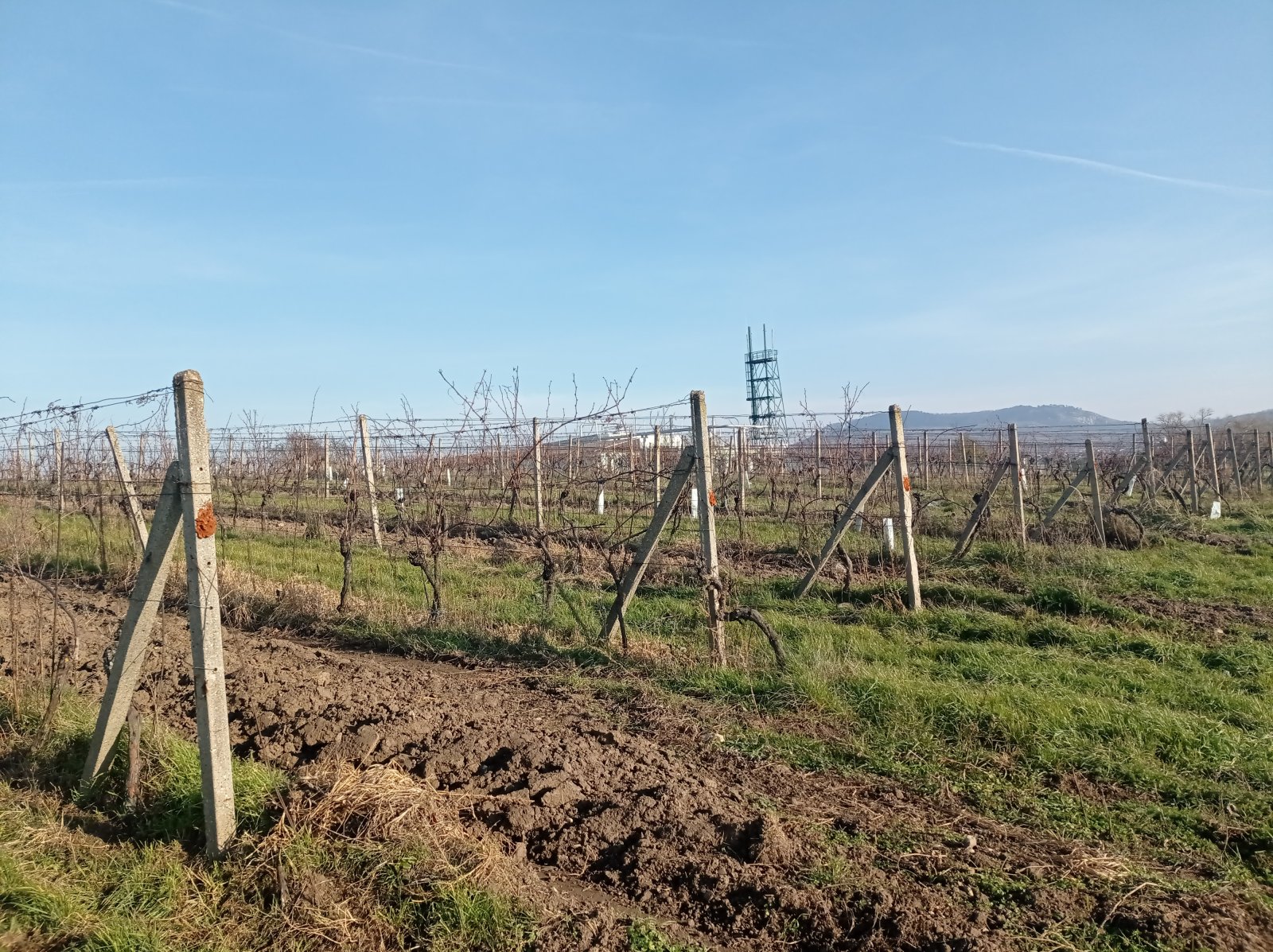 Registrovaná vinice o výměře 6073 m2 v Dolních Dunajovicích - Obrázek 2
