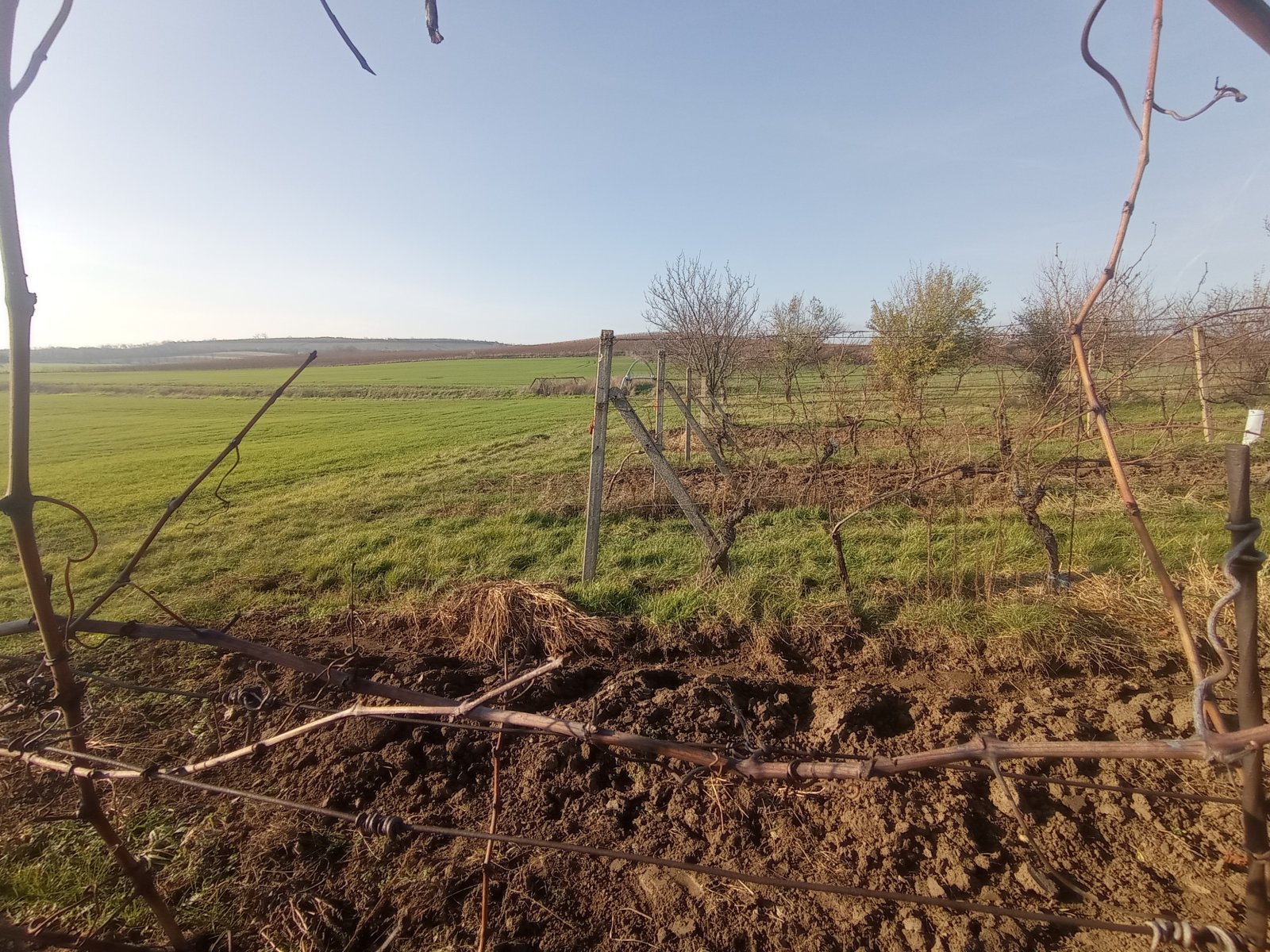 Registrovaná vinice o výměře 6073 m2 v Dolních Dunajovicích - Obrázek 4