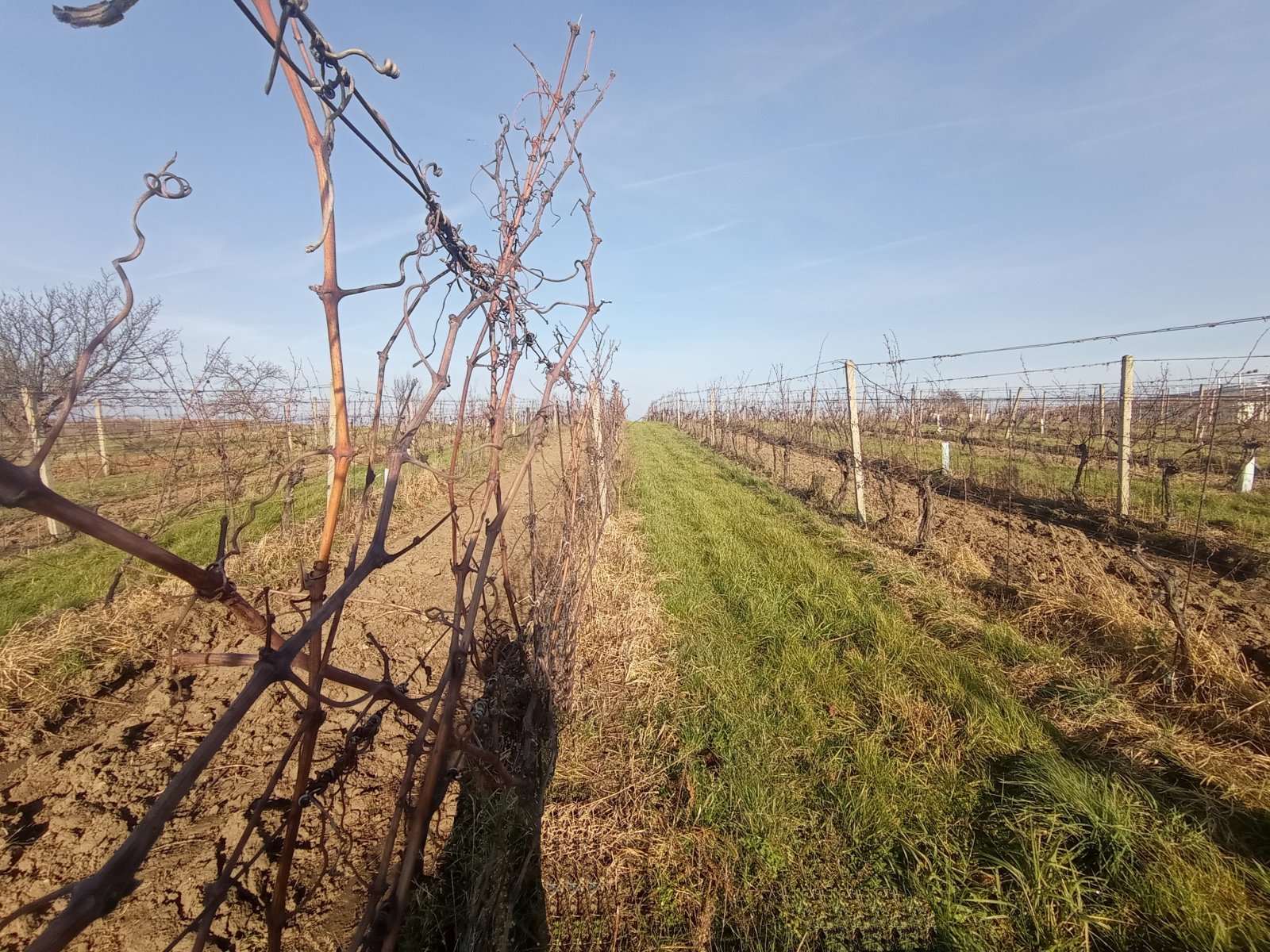 Registrovaná vinice o výměře 6073 m2 v Dolních Dunajovicích - Obrázek 5