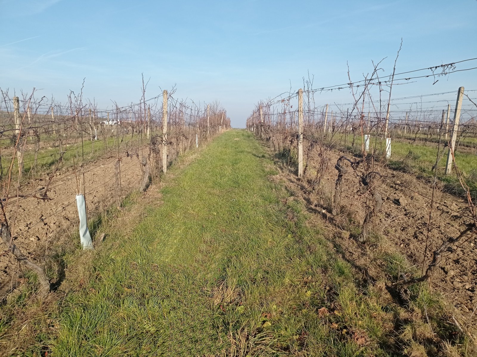 Registrovaná vinice o výměře 6073 m2 v Dolních Dunajovicích - Obrázek 7