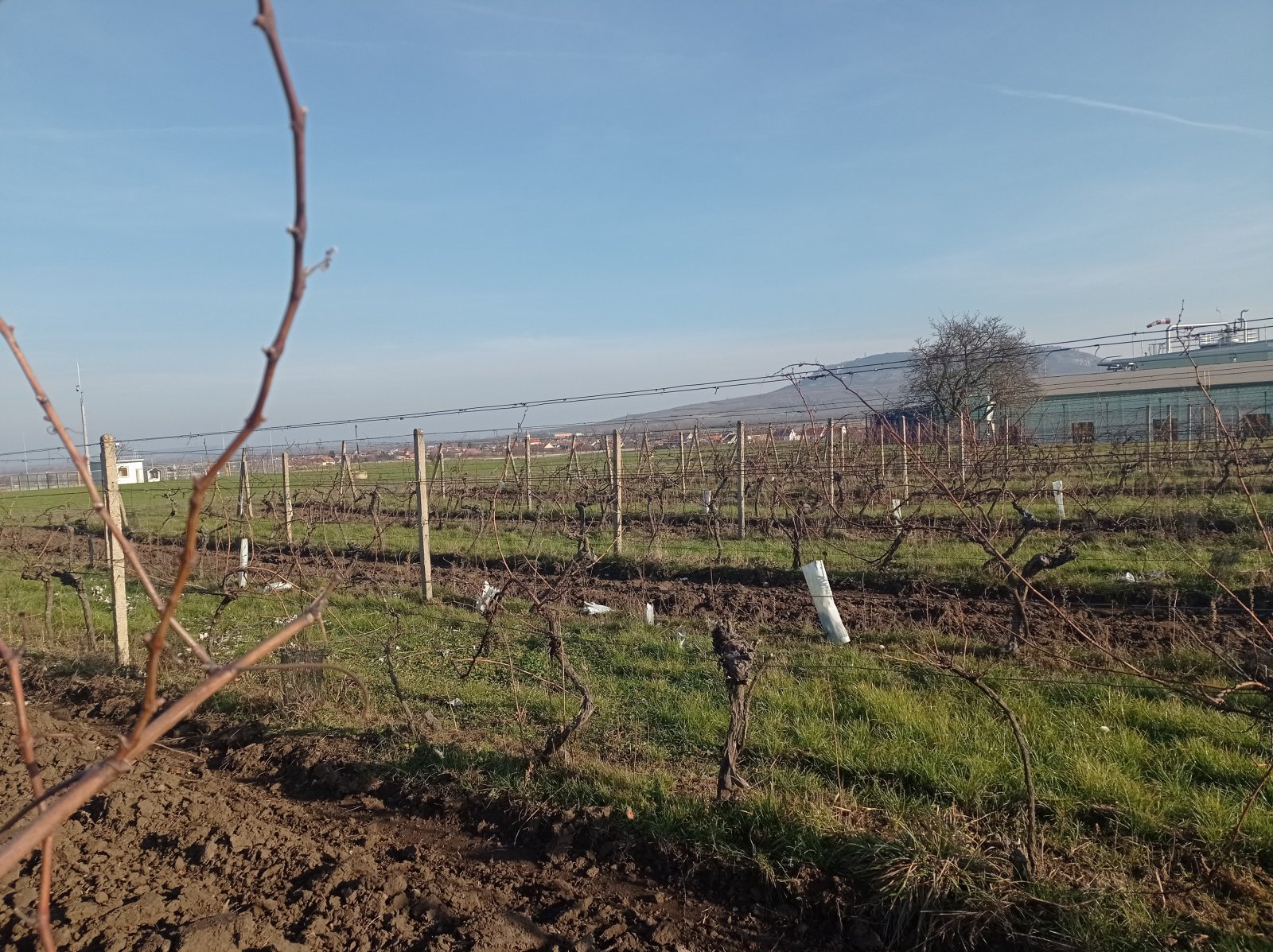 Registrovaná vinice o výměře 6073 m2 v Dolních Dunajovicích - Obrázek 8