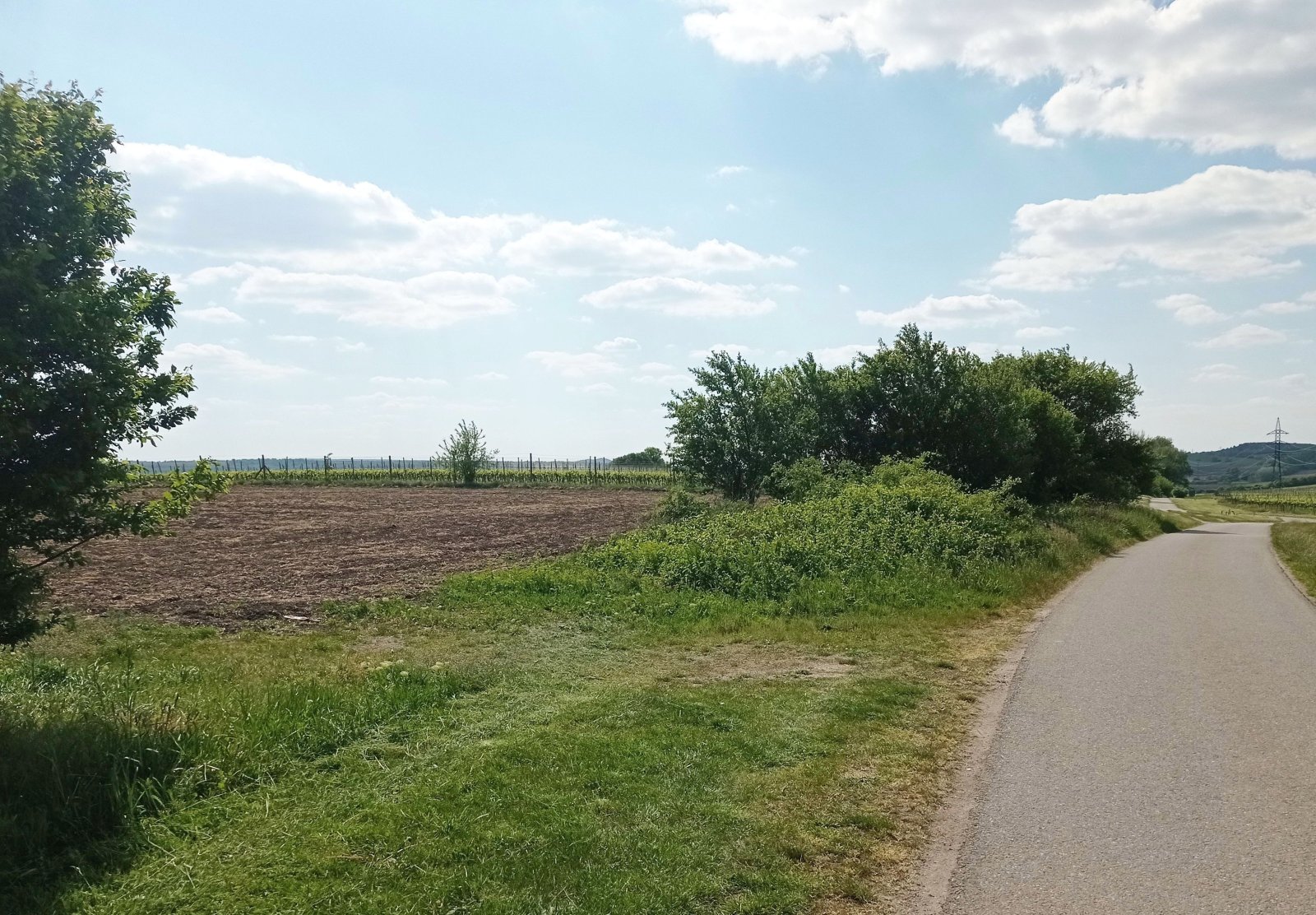 Slunná vinice s výheldem na Nesyt v obci Sedlec - Obrázek 5