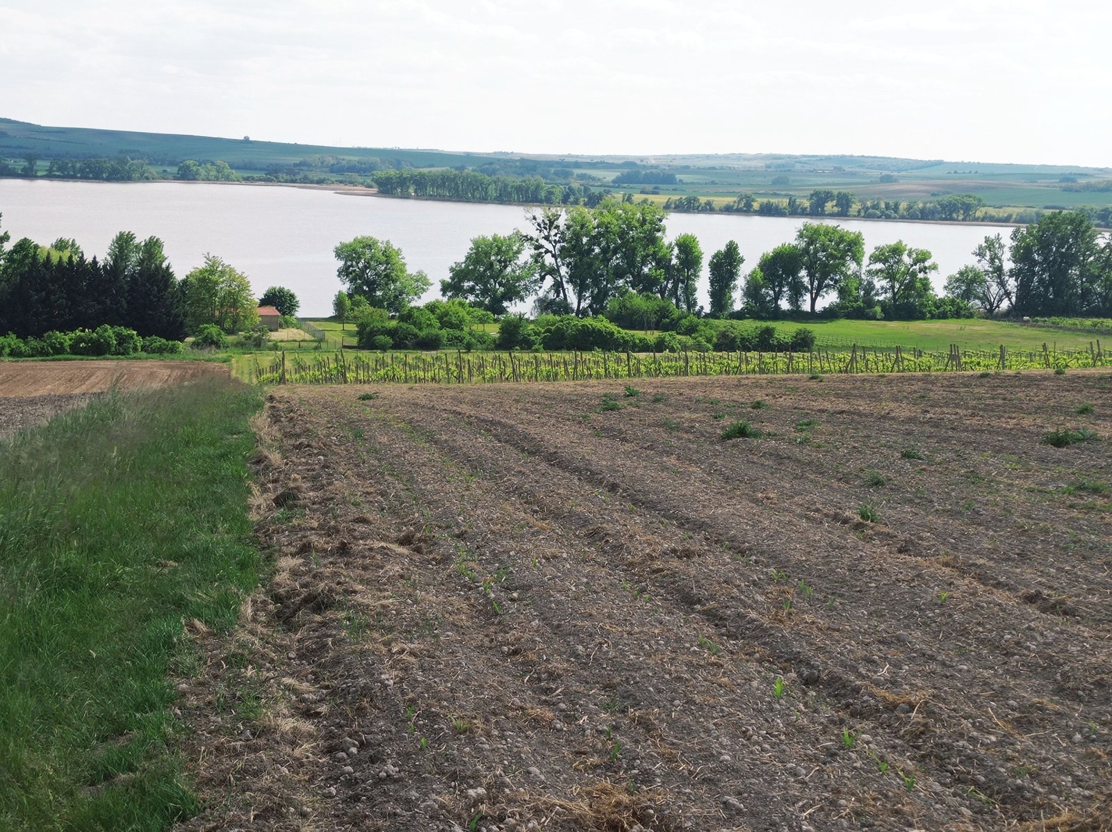 Slunná vinice s výheldem na Nesyt v obci Sedlec - Obrázek 8
