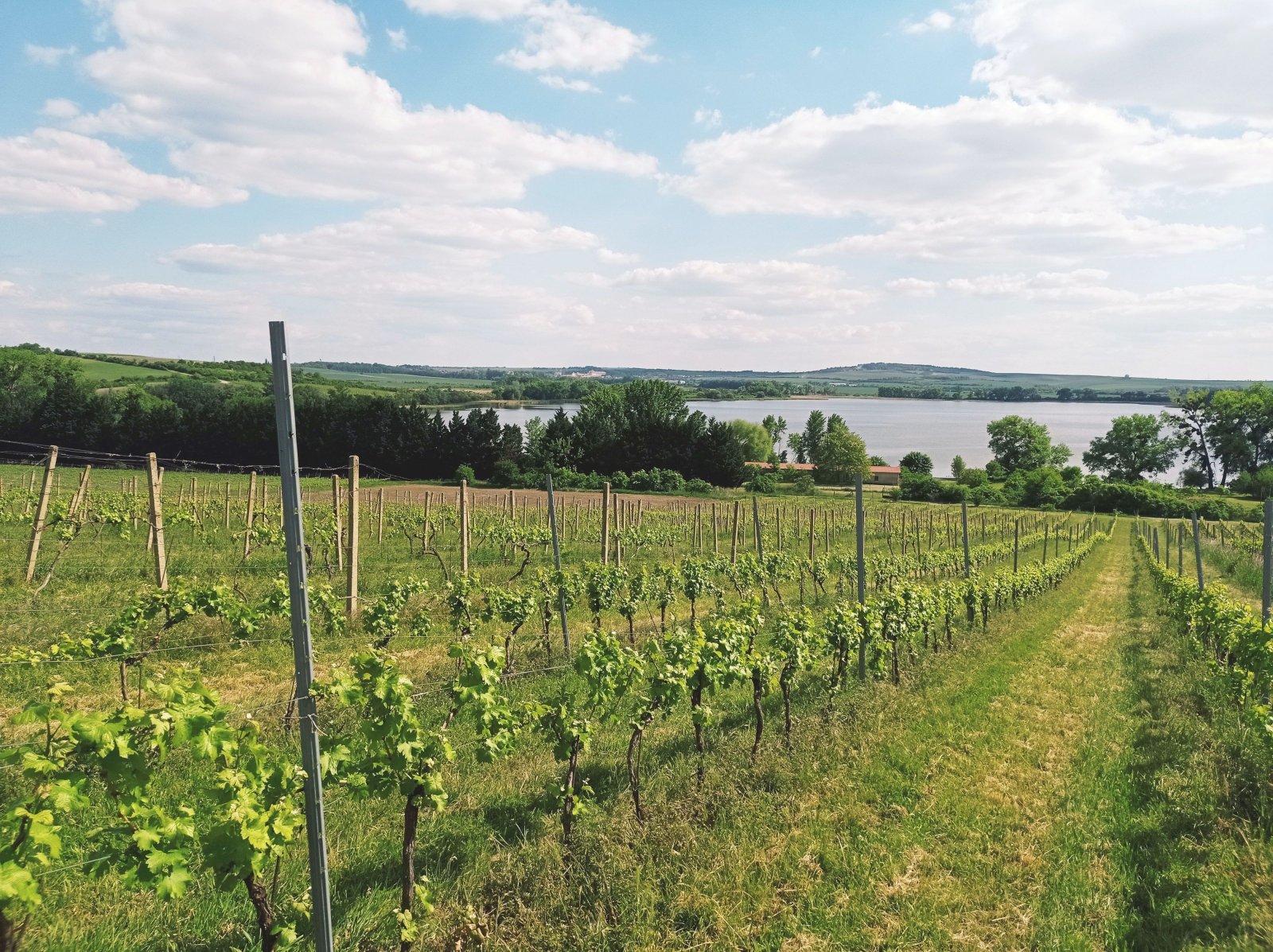 Slunná vinice s výheldem na Nesyt v obci Sedlec
