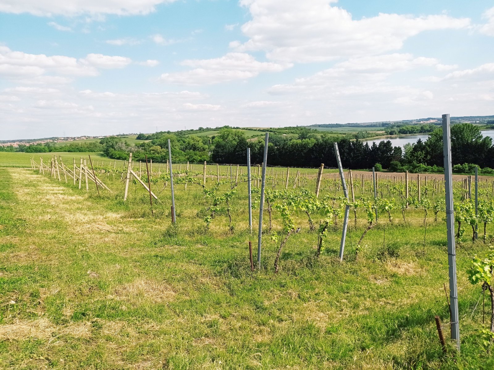 Slunná vinice s výheldem na Nesyt v obci Sedlec - Obrázek 3