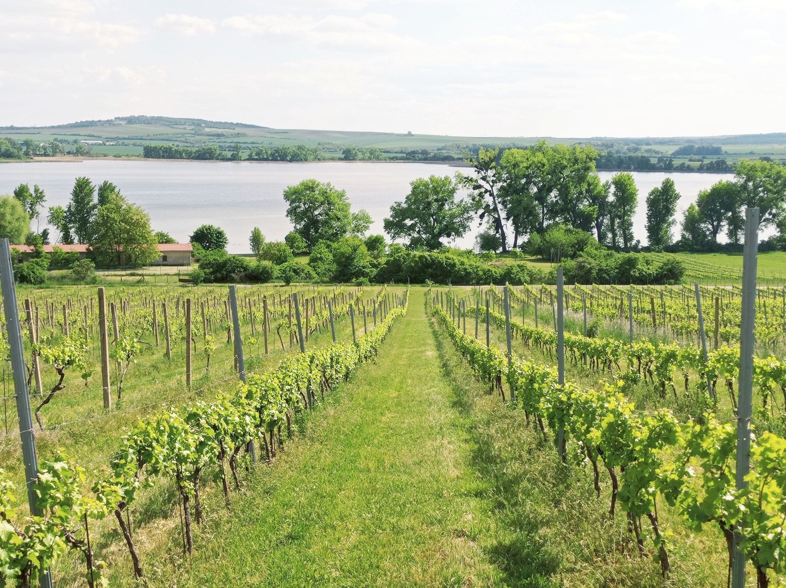 Slunná vinice s výheldem na Nesyt v obci Sedlec - Obrázek 2
