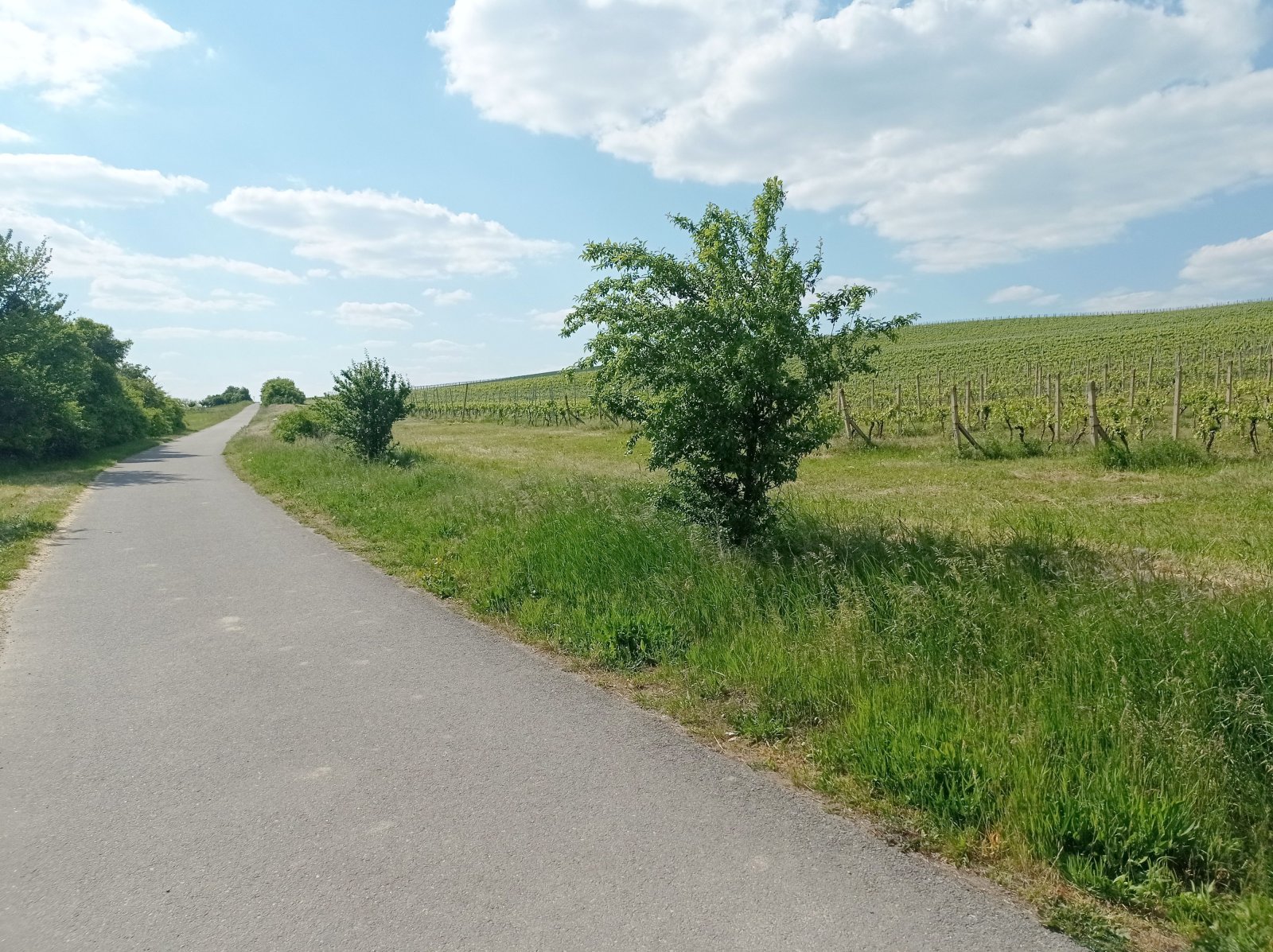 Slunná vinice s výheldem na Nesyt v obci Sedlec - Obrázek 10