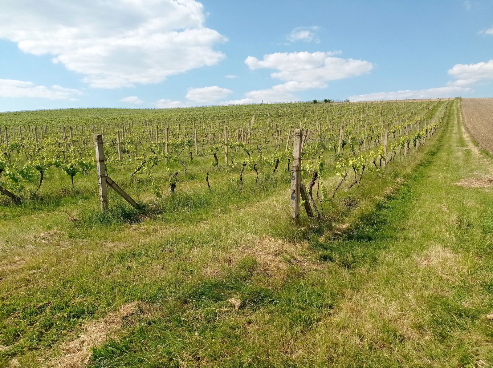 Slunná vinice s výheldem na Nesyt v obci Sedlec - Obrázek 4