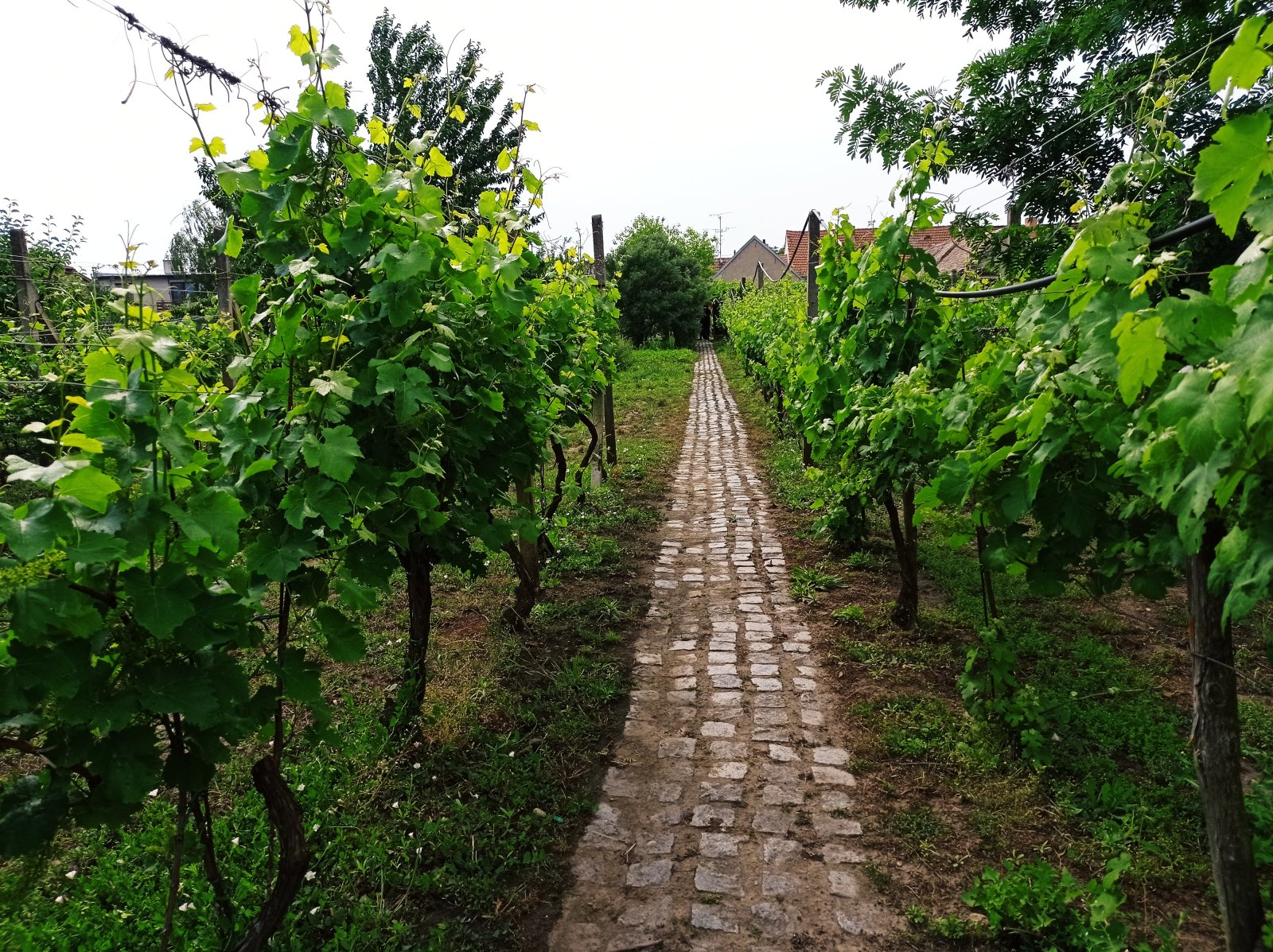 Řadový rodinný dům s garáží, vinným sklepem a rozlehlou zahradou v obci Dobré Pole. - Obrázek 22