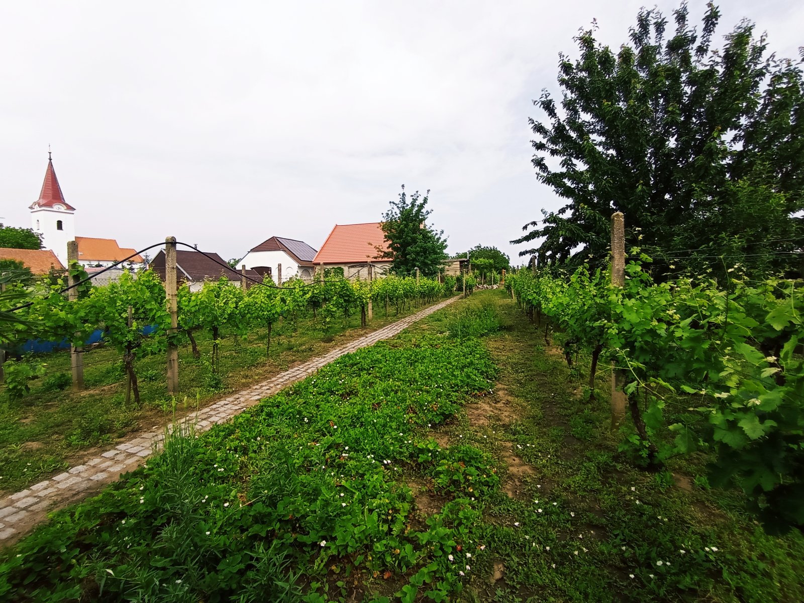 Řadový rodinný dům s garáží, vinným sklepem a rozlehlou zahradou v obci Dobré Pole. - Obrázek 25
